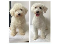 gumtree dog clippers